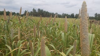 வேளாண் பட்ஜெட் எதிர்பார்ப்புகள்- தருமபுரியில் சிறுதானிய மதிப்புக்கூட்டு தொழிற்சாலைகள் வருமா?