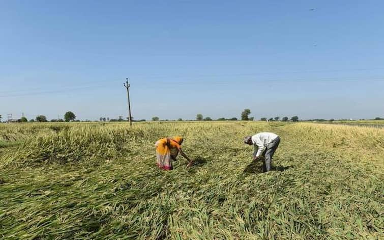 Farmers worried about non-receipt of rains, crop drying conditions વરસાદ ખેંચાતા ધરતીપુત્રો ચિંતાતૂર, રાત-દિવસ કરેલી મહેનત પાણીમાં જવાની ભીતિ