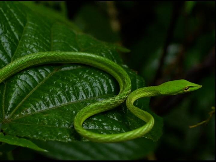 सापांना 6 फुटापलीकडे अंधुक किंवा फिकट दिसायला लागले. अश्या वेळी सापाला कुणाला लक्षात ठेवणे अवघड जाते. सांपाबद्दल गैरसमज दूर ठेवून साप निसर्गात किती महत्वाचा आहे हे समजून घेणे गरजेचे आहे. 