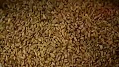 Rotten grains distributed under PMGKY | Ghanti Bajao (13.08.2021)