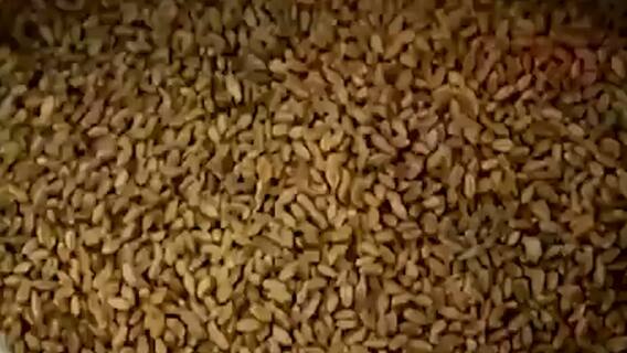 Rotten grains distributed under PMGKY | Ghanti Bajao (13.08.2021)