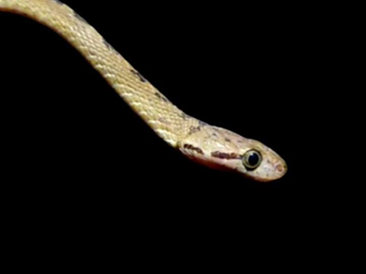 कर्नाटक, गोवा आणि केरळमध्ये विस्तारलेल्या पश्चिम घाटामध्ये हा साप प्रामुख्याने आढळतो. महाराष्ट्रातील आंबोली दोडामार्ग पश्चिम घाटामधील किंग कोब्राच्या अधिवास क्षेत्र आहे.