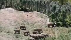 चीन: 1 साल में 500 किलोमीटर से ज्यादा का सफर कर चुके हाथियों झुंड वापस लौट रहा है अपने घर की तरफ