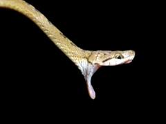 Nag Panchami : महाराष्ट्राच्या पश्चिम घाटात आढळतात विषारी साप, सापांबद्दलचे 'हे' गैरसमज काढून टाका