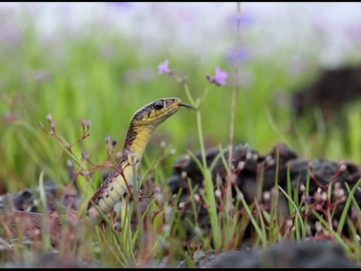 Nag Panchami  There are 49 species of snakes in Sindhudurg, including venomous snakes Nag Panchami स्पेशल: सिंधुदुर्गात सापांच्या तब्बल 49 प्रजाती, विषारी नागांचाही समावेश