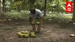 BE Positive : नांदेडमध्ये 7 एकर जागेवर नारळाच्या लागवडीचा प्रयोग, शेतीतून वर्षाला 25 लाखांचं उत्पन्न