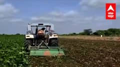 Osmanabad पाऊस नसल्याने उडीद - सोयाबीनची पिकं करपली, पीक नुकसानामुळे 5 एकर पिकावर फिरवला रोटाव्हेटर