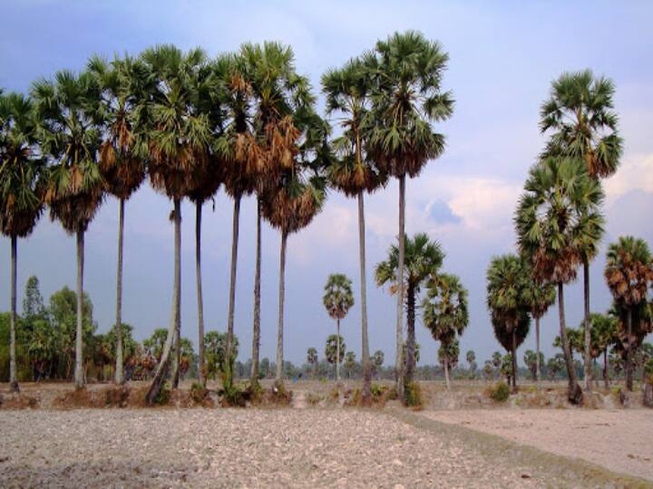 TN Agriculture Budget 2021 felling of a palm tree in Tamil Nadu, the permission of the District Collector is mandatory TN Agriculture Budget 2021: பனை மரத்தை வெட்ட அனுமதி பெற வேண்டும் - பட்ஜெட்டில் அறிவிப்பு