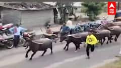 Solapur : सोलापुरात म्हशी पळवण्याच्या कार्यक्रमात शेकडो लोकांची गर्दी, कोरोना नियमांचा फज्जा