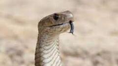 Varespladib Methyl: কলকাতায় দ্রুত শুরু হচ্ছে ভারেসপ্ল্যাডিব মিথাইলের ক্লিনিক্যাল ট্রায়াল