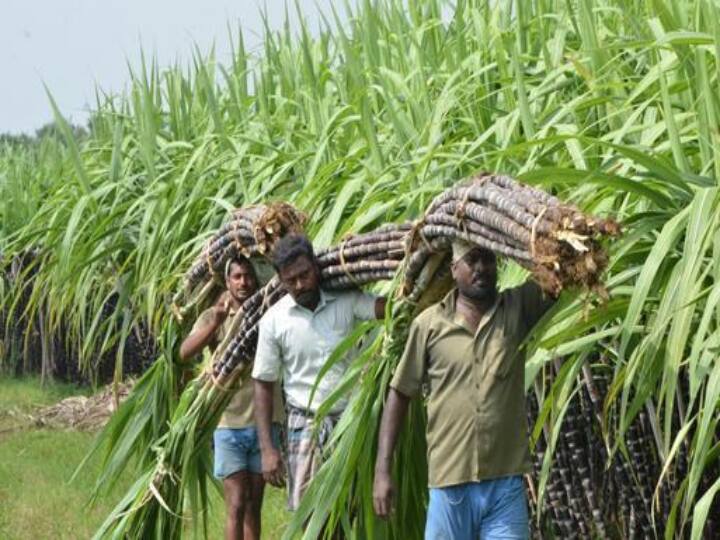 TN Agriculture Budget 2021 Tamil Nadu Agriculture Budget announces increase in purchase price of sugarcane from Rs. 2,750 to Rs. 2,900 per tonne TN Agriculture Budget 2021: கரும்பு கொள்முதல் விலை அதிகரிப்பு...பயிர் காப்பீடு 2ஆம் தவணைத் தொகை அறிவிப்பு..!
