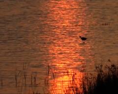 ગુજરાતના ક્યાં બે પક્ષી અભ્યારણનો વાઇલ્ડ લાઇફ સેન્ચ્યુરીમાં થયો સમાવેશ, જાણો શું છે વિશેષતા, જુઓ વીડિયો