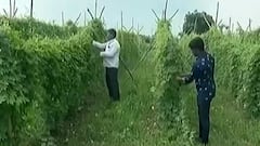 શાકભાજીનું ઉત્પાદન કરતાં ખેડૂતોને બજારમાં પોષણક્ષમ ભાવ ન મળતા ખેડૂતો થયા લાચાર, જુઓ વિડીયો