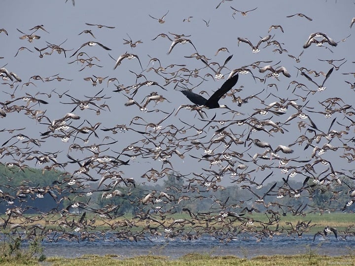 After Nal Sarovar, now Thol and Wadhwana of Gujarat get  Ramsar recognition as wetlands of International importance ગુજરાતના વધુ બે સ્થળો આંતરરાષ્ટ્રીય સ્તરે ચમક્યા, જાણો શું છે આ બે સ્થળોની વિશેષતા?