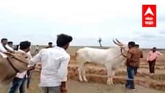 बंदी असतानाही Sangamner तालुक्यात बैलगाडा शर्यतीचं आयोजन, कोरोना नियमांचे तीनतेरा! : ABP Majha