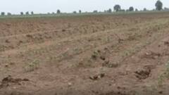 સુરેન્દ્રનગર જિલ્લામાં વરસાદ ખેંચાતા ચિંતાનો માહોલ, વાવણી બાદ વરસાદ ન વરસતા પાક સુકાયા