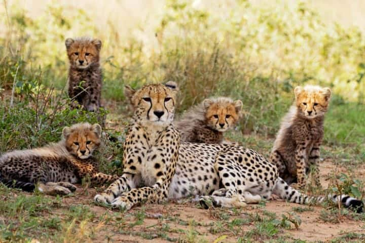 Leopard roaming again with 2 cubs near Trichy Thuraiyur திருச்சி: 'சிறுத்தை மட்டுமல்ல.. இரண்டு குட்டியும் இருக்கு’ - சிறுமி சொன்ன தகவல்.. திகிலில் மக்கள்!