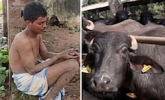 Bhadradri Kothagudem: బర్రెతో మరో వ్యక్తి లైంగిక చర్య.. స్థానికుల కంటపడ్డ దృశ్యం, ఈడ్చుకొచ్చి.. చివరికి..