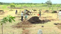 'माझी वसुंधरा'अभियानांतर्गत एकाच दिवसात 20 हजार झाडांचं वृक्षारोपण,सोलापूर महानगरपालिकेचा उपक्रम