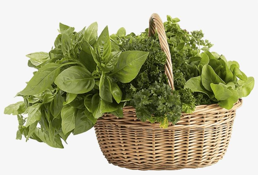 Weight Loss Tips: માત્ર આ ફૂડના સેવનથી કરો વજન ઓછું, જાણો કેવું હોવું જોઇએ આપનું ડાયટ Add these food in diet for reduce weight Weight Loss Tips: માત્ર આ ફૂડના સેવનથી કરો વજન ઓછું, જાણો કેવું હોવું જોઇએ આપનું ડાયટ