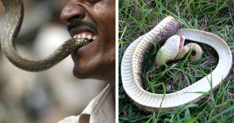 Odisha Man bites snake to take revenge which bitten him and snake died ਸੱਪ ਨੇ ਡੰਗਿਆ ਤਾਂ ਬੰਦੇ ਨੇ ਸੱਪ ਨੂੰ ਹੀ ਵੱਢ ਖਾਧਾ, ਸੱਪ ਮਰ ਗਿਆ ਤੇ ਬੰਦਾ ਸਹੀ ਸਲਾਮਤ