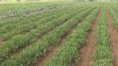 રાજકોટ જિલ્લામાં વરસાદ ખેંચાતા ખેડુતો નિરાશ, પાક સુકાવાની ભીતિ