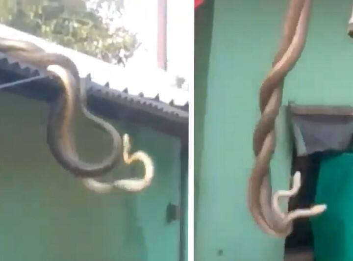 Video of Two Snakes Twirling and coiling up Around Each Other on a Roof Goes Viral Snake dance: ఇంటిపై నాగు పాముల సయ్యాట.. వీడియో వైరల్