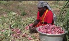 விளைச்சல் அதிகரிப்பால் விவசாயிகளுக்கு வந்தவினை- 55 க்கு விற்ற சின்ன வெங்காயம் 25 ஆக குறைந்தது...!