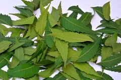 Health: দৈনন্দিন জীবনে নিম ব্যবহারের উপকারিতা