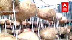 Ratnagiri : उच्चशिक्षित तरुणाकडून मशरूमची लागवड, मशरूम उत्पादनातून मिळवला मोठा नफा : ABP Majha