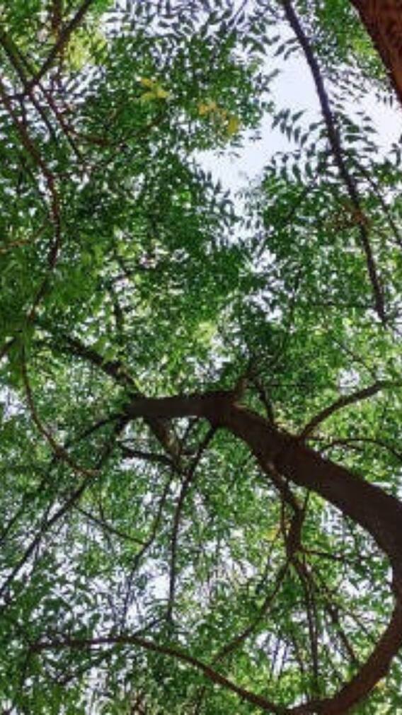 দৈনন্দিন জীবনে নিম ব্যবহারের উপকারিতা