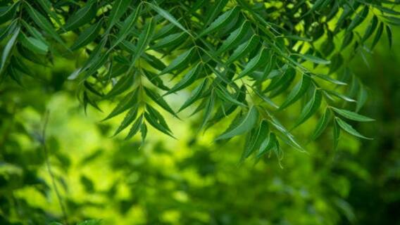 Neem to cure Corona: ਨਿੰਮ ਨਾਲ ਹੋਏਗਾ ਕੋਰੋਨਾ ਦਾ ਇਲਾਜ! ਅਧਿਐਨ 'ਚ ਵੱਡਾ ਖੁਲਾਸਾ Neem to cure Corona: ਨਿੰਮ ਨਾਲ ਹੋਏਗਾ ਕੋਰੋਨਾ ਦਾ ਇਲਾਜ! ਅਧਿਐਨ 'ਚ ਵੱਡਾ ਖੁਲਾਸਾ