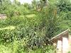மயிலாடுதுறை: வீடுகளுக்குள் வெள்ள நீர் புகாமல் இருக்க வடிகாலை தூர்வார பொதுமக்கள் வேண்டுகோள்!   