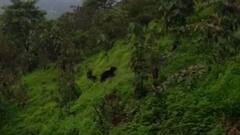 Sindhudurg : उसप गावात तीन अस्वलांचं दर्शन, अस्वलांच्या वावरानं नागरिकांमध्ये भीतीचं वातावरण