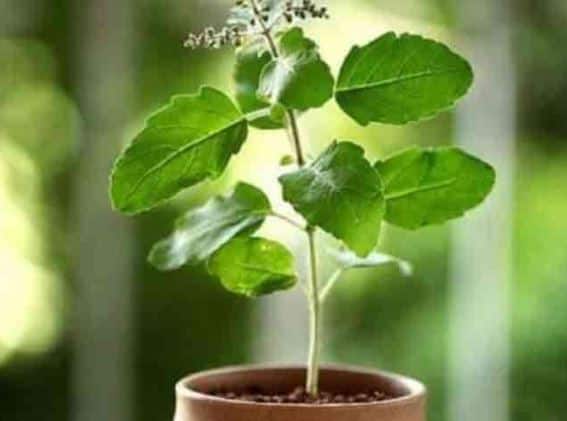 tulsi plant mantra touch tulsi plant and chant this mantra you will get everything that you want Tulsi Mantra: तुलसी का पौधा घर में रखने से दूर होती है दरिद्रता, रोज छूकर ये मंत्र बोलने से पूरी होती हैं सभी मनोकामनाएं