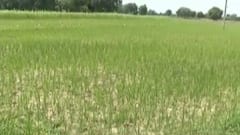 ગાંધીનગર: વરસાદ ખેંચતા ખેડૂતો નિરાશ, ડાંગર, કપાસના પાક સુકાઈ રહ્યા છે