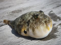 Deadly Pufferfish: जानिए उस मछली के बारे में जिसका जहर साइनाइड से 1500 गुना ज्यादा जहरीला है