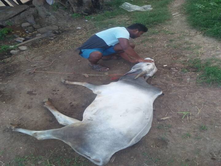 fake veterinary doctors in raise surrounding Anaicut taluk farmers seeks action . வேலூரில் ஆந்த்ராக்ஸ் நோயால் உயிரிழக்கும் கால்நடைகள்-போலி மருத்துவர்களால் வேதனையில் விவசாயிகள்