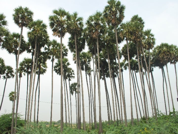 Palm workers demand government of Tamil Nadu to encourage sale of turmeric ‛பனைமரத்தை பாதுகாக்க இதை செய்யுங்க’ அரசுக்கு பனைத் தொழிலாளர்கள் வைக்கும் கோரிக்கை!