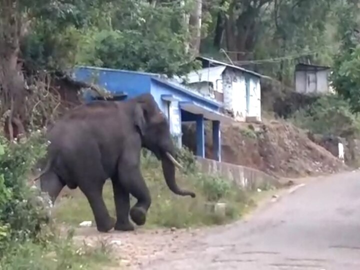 கொடைக்கானலில் வழி தவறி சுற்றும் ஒற்றை காட்டு யானையால் பொதுமக்கள் அச்சம்...!