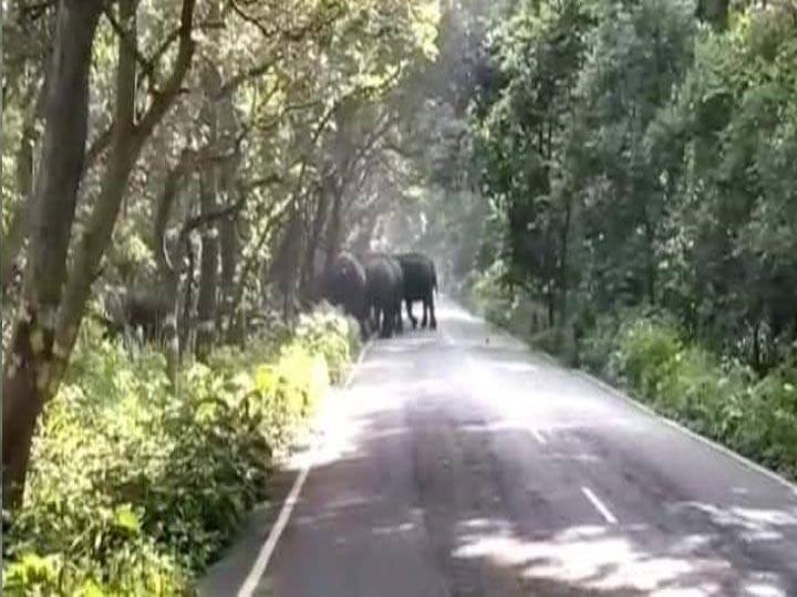 Elephant destroy crops of sugarcane in Pilibhit ann Pilibhit News: पीलीभीत में नेपाली हाथियों का उत्पात, गन्ने की खड़ी फसलों को रौंद कर किया बर्बाद
