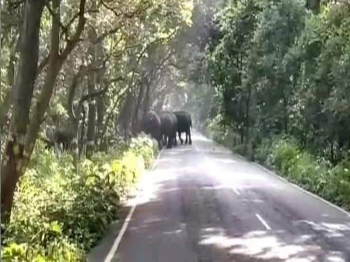 Pilibhit News: पीलीभीत में हाथियों का उत्पात, गन्ने की खड़ी फसलों को रौंद कर किया बर्बाद