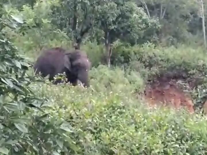Kodaikanal - A lone wild elephant that stray from the path. The villagers in fear கொடைக்கானலில் வழி தவறி சுற்றும் ஒற்றை காட்டு யானையால் பொதுமக்கள் அச்சம்...!