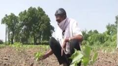 અમરેલીઃ વરસાદ ખેંચાતા ખેડૂતોની નજર સામે સુકાઈ રહ્યો છે પાક, સાંભળો ખેડૂતોની વ્યથા