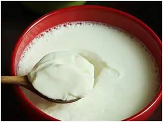 Curd For Weight Loss: દહીં પાચન સુધારવાની સાથે કોલેસ્ટ્રોલને પણ કરે છે નિયંત્રિત, જાણો ખાવાની યોગ્ય રીત