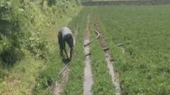 આપણી ખબરઃ ખરીફ પાકનું વાવેતર પુરુ થવાના આરે, અત્યાર સુધી કેટલું થયું વાવેતર?