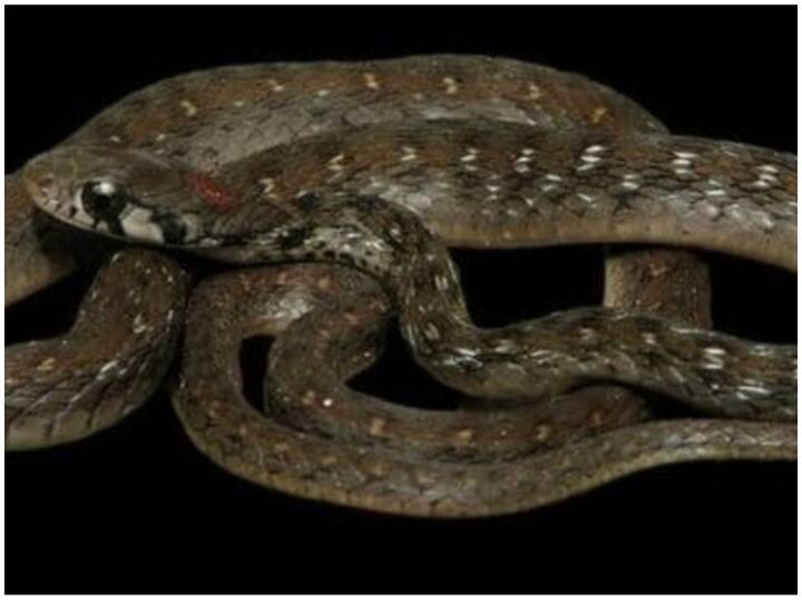 After A Century New Snake Species found in Assam Know its name and characteristic एक सदी बाद असम में सांप की नई प्रजाति का वैज्ञानिकों ने लगाया पता, जानिए नाम और इसकी खासियत