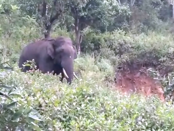 கொடைக்கானலில் வழி தவறி சுற்றும் ஒற்றை காட்டு யானையால் பொதுமக்கள் அச்சம்...!