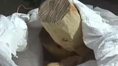 સાબરકાંઠા: રાજસ્થાનની એક મહિલા સહિત 8 આરોપીની ધરપકડ, 119 કિલો ચંદન જપ્ત