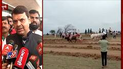 Bullock cart race : बैलगाडा शर्यतींसाठी राज्य सरकार कोणतेही प्रयत्न करत नाही : Devendra Fadnavis